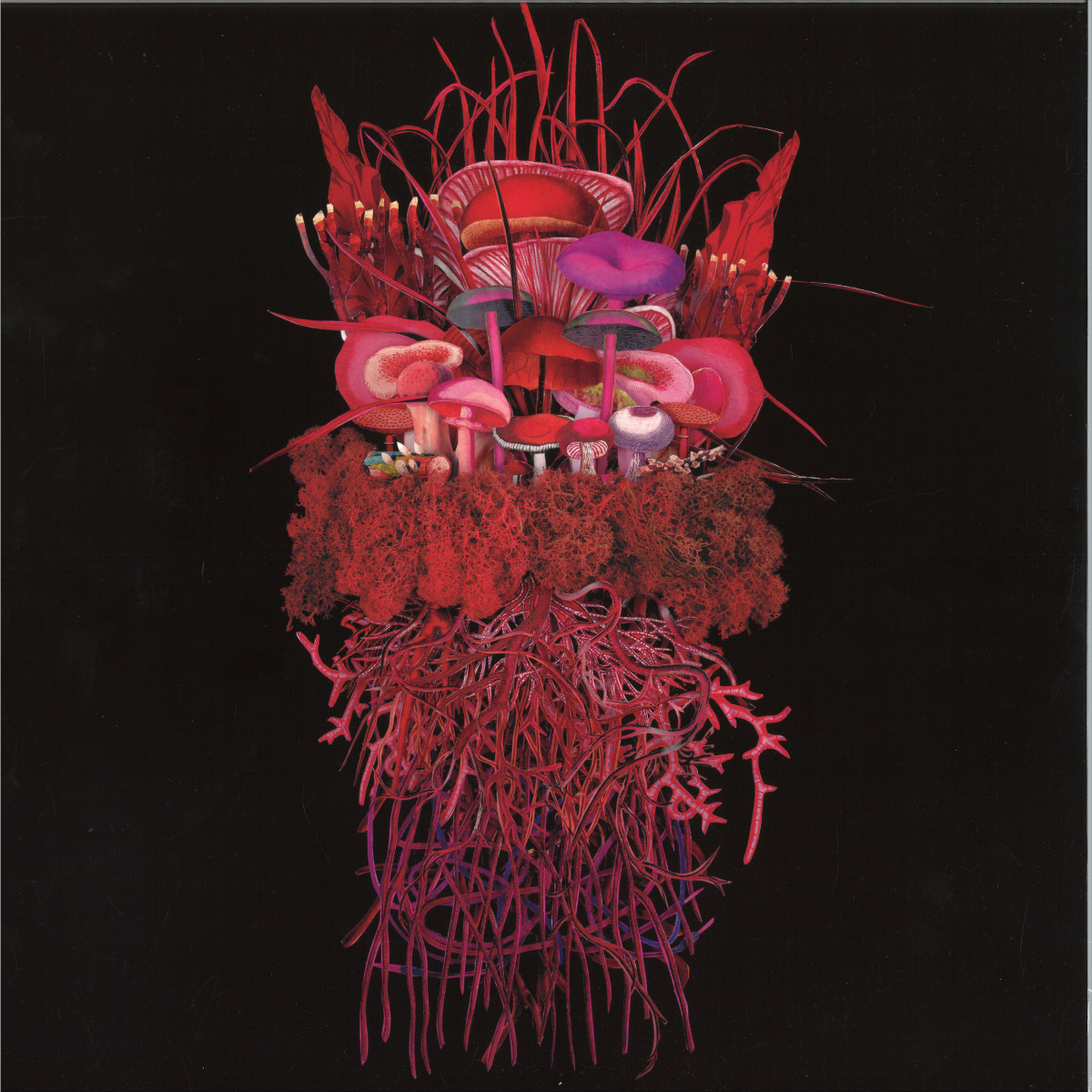 Brian D'souza, Or, la, Róisín Berkeley — Mycorrhizal Fungi LP vinyl cover